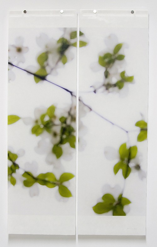 Jeri Eisenberg, Dogwood (white),  #6/12
Archival Pigment Ink on Kozo Paper Infused with Encaustic Medium, 36 x 22 1/2 in.
5366