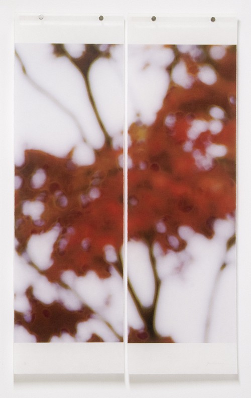 Jeri Eisenberg, Japanese Maple,  #2/12
Archival Pigment Ink on Kozo Paper Infused with Encaustic Medium, 36 x 22 1/2 in.
5369