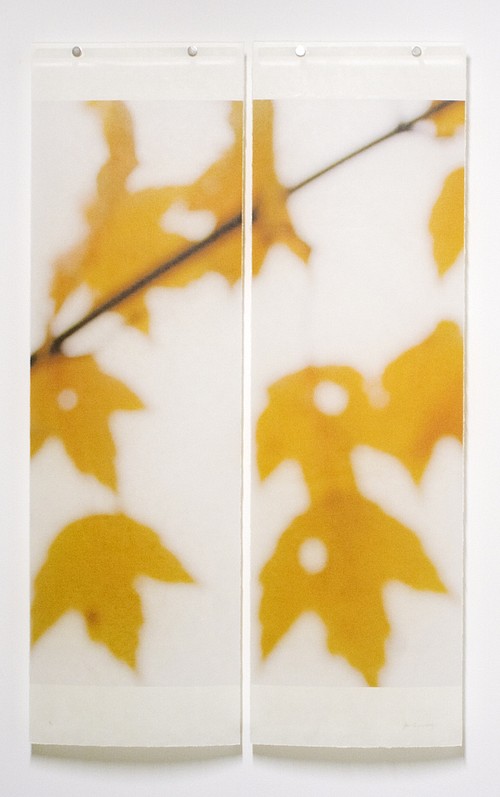 Jeri Eisenberg, Sugar Maple Floaters (Orange), No. 2,  #9/12
Archival Pigment Ink on Kozo Paper Infused with Encaustic Medium, 36 x 22 1/2 in.
5364