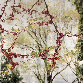 Work: Susan Goldsmith Rose Charms &bull;