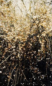 Work: Susan Goldsmith Luckaroo