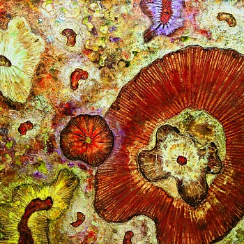 Monica Petty Aiello & Tyler Aiello: Cosmorphology&nbsp;