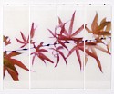 Jeri Eisenberg, Momiji, No. 3
2014, Archival Pigment Print