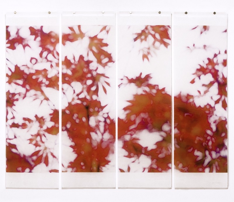 Jeri Eisenberg, Momiji, No. 15, 2014
Archival Pigment Print, 36 x 45 1/2 in.