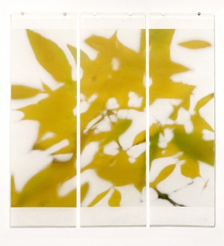 Work: Autumn Ash, No. 5