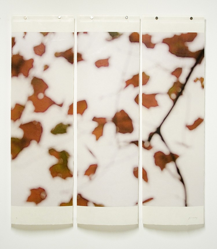 Jeri Eisenberg, Sugar Maple Floaters (Red), 2006
Archival Pigment Print, 36 x 34 in.