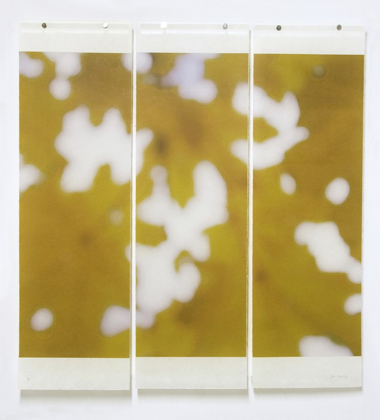 Jeri Eisenberg, Sugar Maple Splash (Yellow), 2008
Archival Pigment Print, 36 x 34 in.