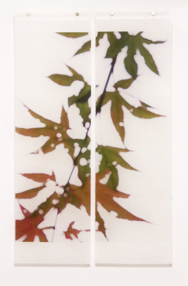 Jeri Eisenberg, Momiji, No. 2, 2014
Archival Pigment Print, 36 x 22 1/2 in.