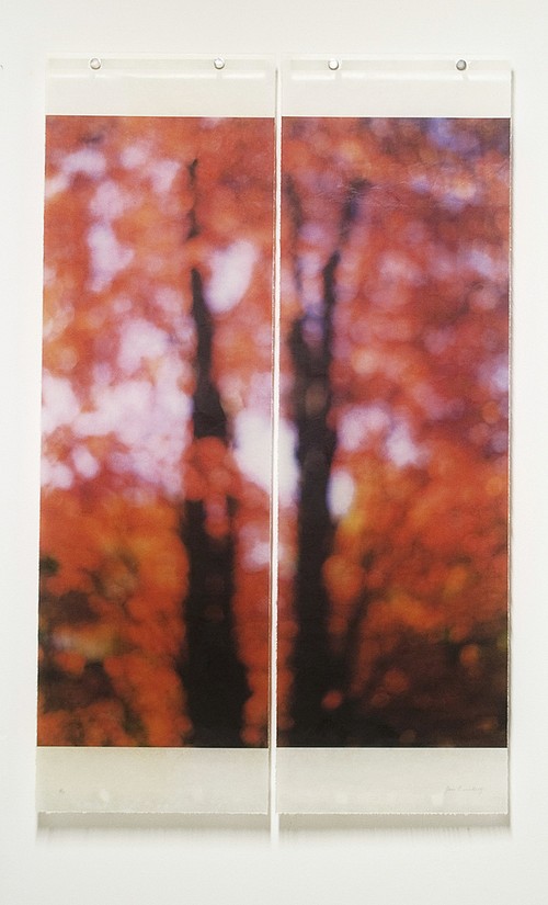 Jeri Eisenberg, Sugar Maple (Red), 2005
Archival Pigment Print, 36 x 22 1/2 in.