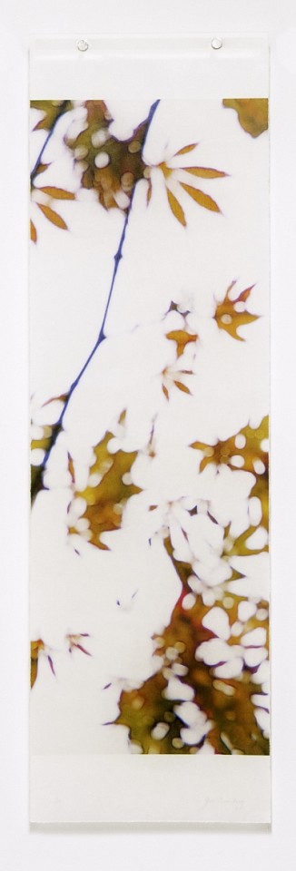 Jeri Eisenberg, Momiji, No. 16, 2014
Archival Pigment Print, 36 x 11 in.