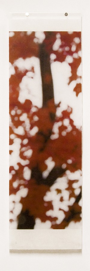 Jeri Eisenberg, Sugar Maple Flutters (Red), No. 7, 2007
Archival Pigment Print, 36 x 11 in.
&bull;