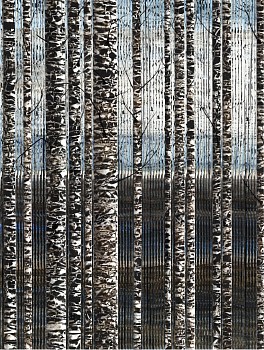 Work: Anastasia Kimmett Pines with Blue and Birds