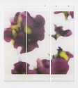 Jeri Eisenberg, Dark Magnolia, No. 4, 1/12
Archival Pigment Ink on Kozo Paper Infused with Encaustic Medium