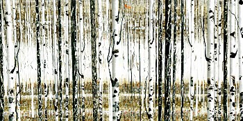 Work: Spring Along the Trails