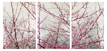 Work: Redbud Rumination &bull;
