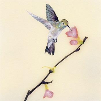 Susan Goldsmith - Coral Hum &bull;