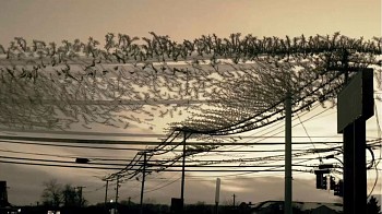 Work: Starlings Change Lines (Still)