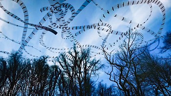 Work: Black Buzzards (Video)