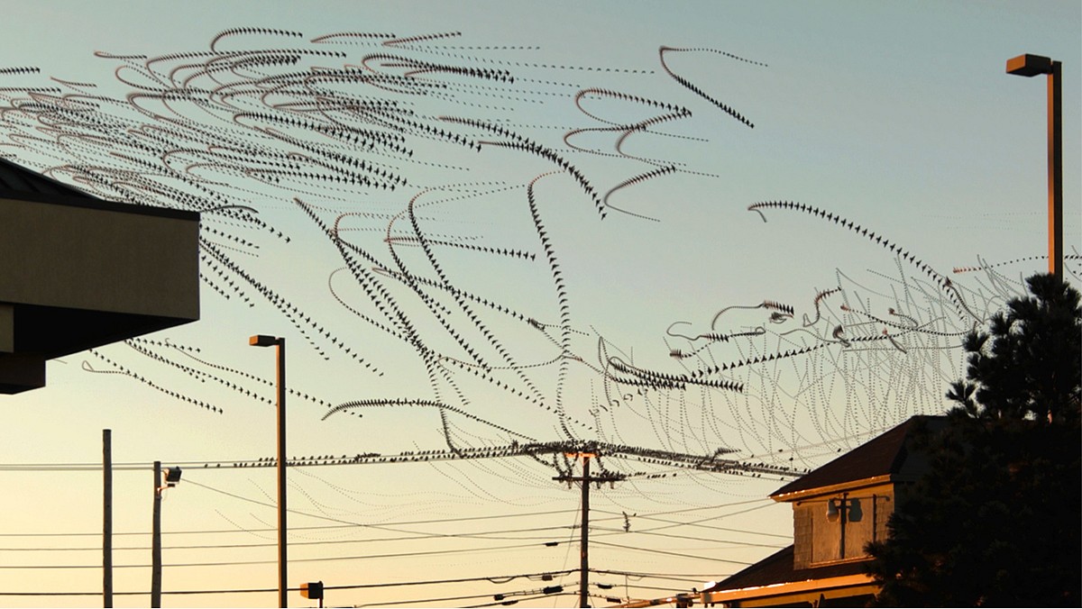 Dennis Hlynsky, Line Birds 2 (Still)
Photograph, Archival Paper with Pigment Ink, 13 x 19 in.
Edition: 3
06944