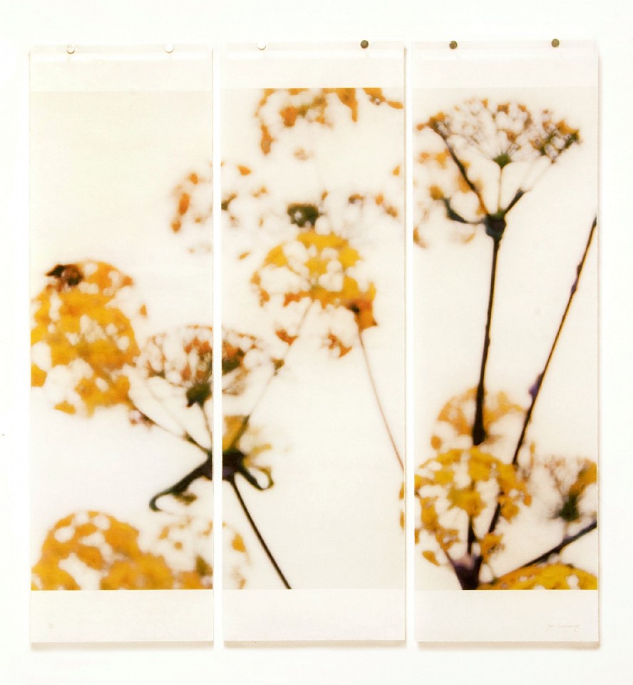 Jeri Eisenberg, Wild Fennel, No. 2, 3/12
Archival Pigment Ink on Kozo Paper Infused with Encaustic Medium, 36 x 34 in.
07050