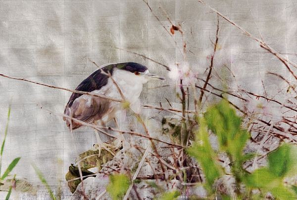Susan Goldsmith, Chirp Chirp
Silver Leaf with Pigment Print, Crystalina, Acrylic Paint, Watercolors and Resin on Panel, 27 x 40 in. (101.6 x 5.1 cm)
black crowned night heron
7270