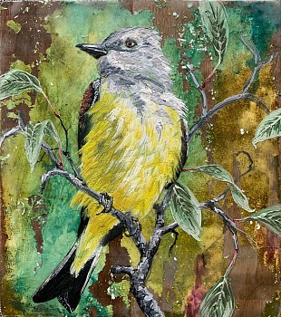 Work: Chris Reilly Cassin's Kingbird &bull;