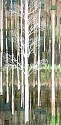Anastasia Kimmett, Tall Forest 2
Mixed Media on Panel
