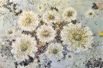 Anastasia Kimmett - Asters &bull;