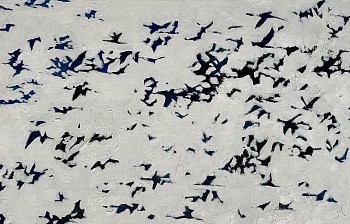 Jeremy Houghton - Few and Far Between